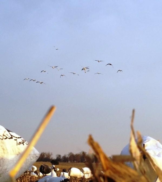 Guided Snow Goose Hunts in NW Missouri in Mound City