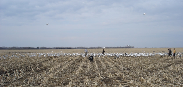 Motion Decoys For Snow Goose Hunting