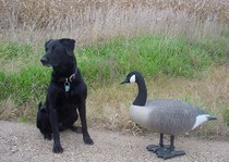 Early Season Goose Hunts