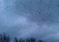 This is the rear half of the flock coming in to the North side of Rochester on 11/14/2010.