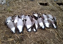 Fall Goose Hunts