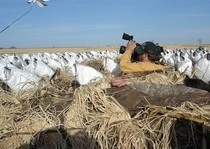 Snow Goose Hunts