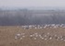 Snow Goose Hunts