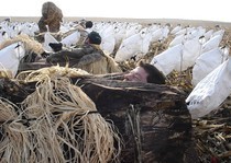 Snow Goose Hunts