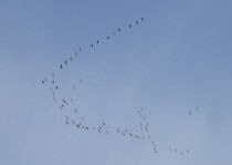 Snow Goose Hunts