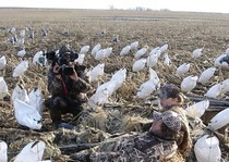 Snow Goose Hunts