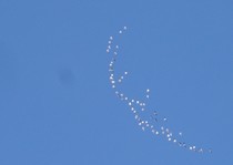 Snow Goose Hunts