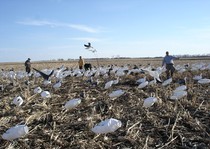 Snow Goose Hunts