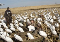 Snow Goose Hunts