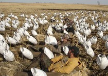 Snow Goose Hunts