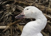 Snow Goose Hunts