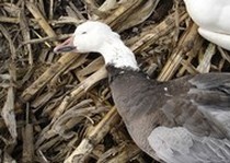 Snow Goose Hunts