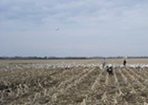 Snow Goose Hunts