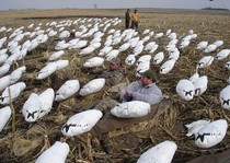 Snow Goose Hunts