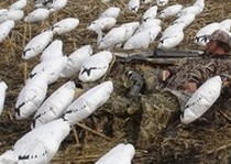 Snow Goose Hunts