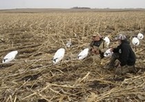 Snow Goose Hunts