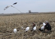 Snow Goose Hunts