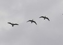 Snow Goose Hunts