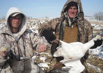 Snow Goose Hunts